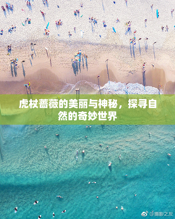 虎杖蔷薇的美丽与神秘，探寻自然的奇妙世界