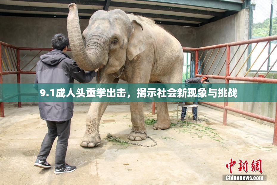 9.1成人头重拳出击，揭示社会新现象与挑战