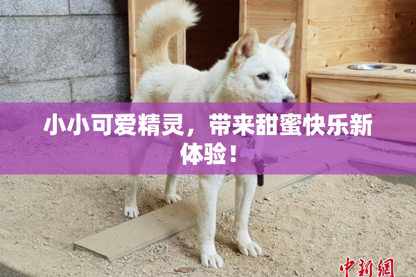 小小可爱精灵，带来甜蜜快乐新体验！