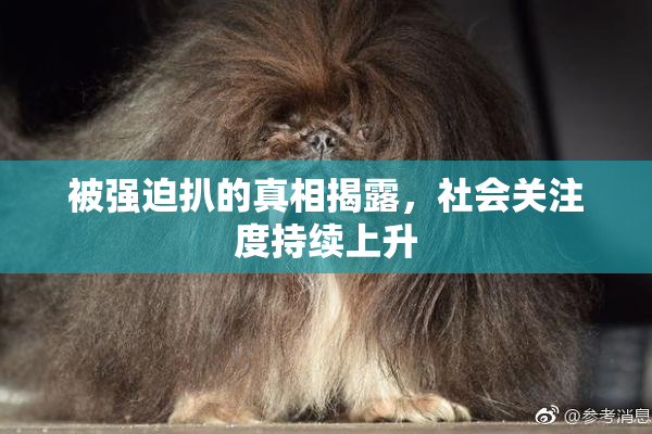 被强迫扒的真相揭露，社会关注度持续上升
