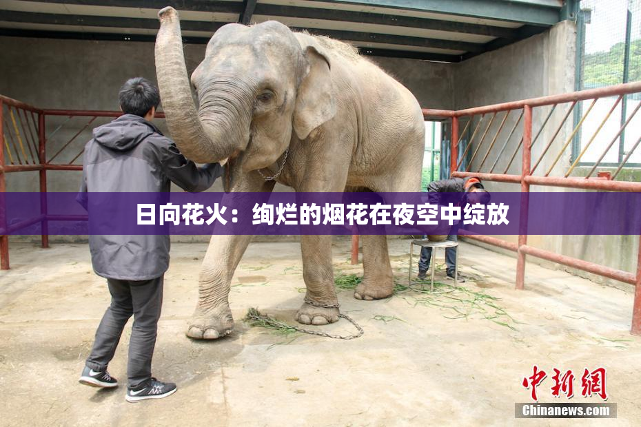 日向花火：绚烂的烟花在夜空中绽放