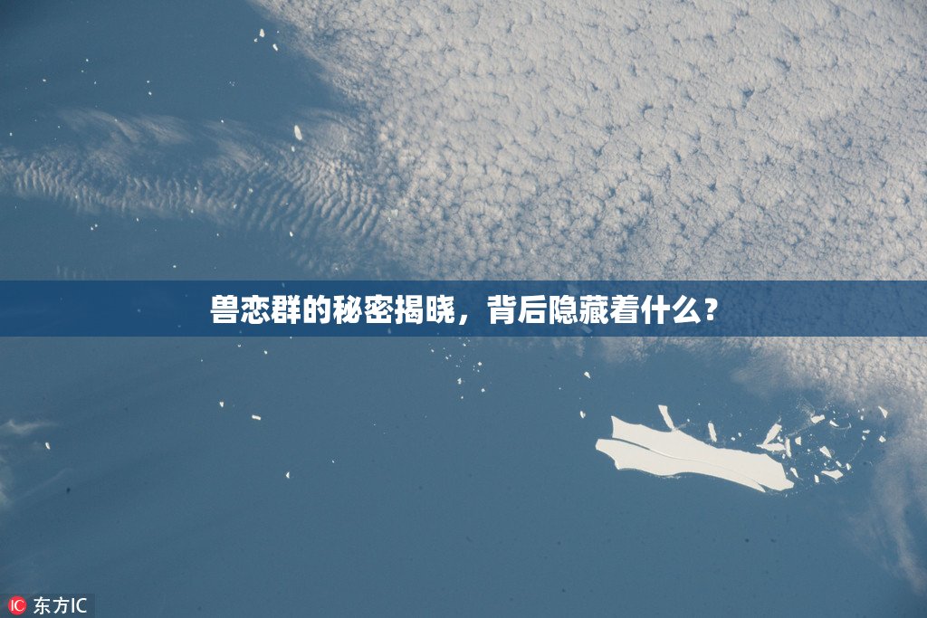 兽恋群的秘密揭晓，背后隐藏着什么？