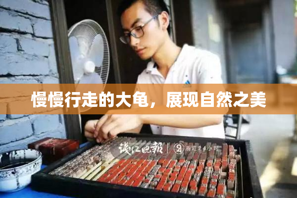 慢慢行走的大龟，展现自然之美