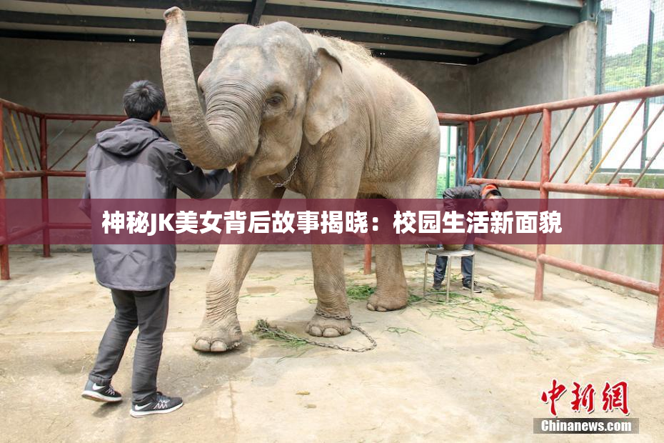 神秘JK美女背后故事揭晓：校园生活新面貌