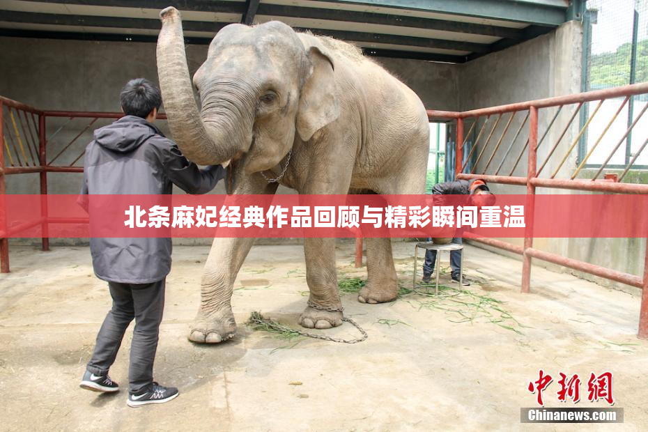 北条麻妃经典作品回顾与精彩瞬间重温