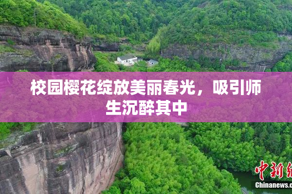 校园樱花绽放美丽春光，吸引师生沉醉其中