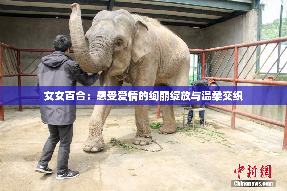 女女百合：感受爱情的绚丽绽放与温柔交织