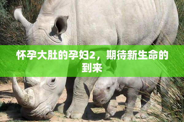怀孕大肚的孕妇2，期待新生命的到来