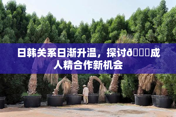 日韩关系日渐升温，探讨🔞成人精合作新机会