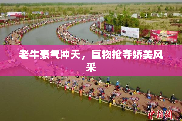 老牛豪气冲天，巨物抢夺娇美风采