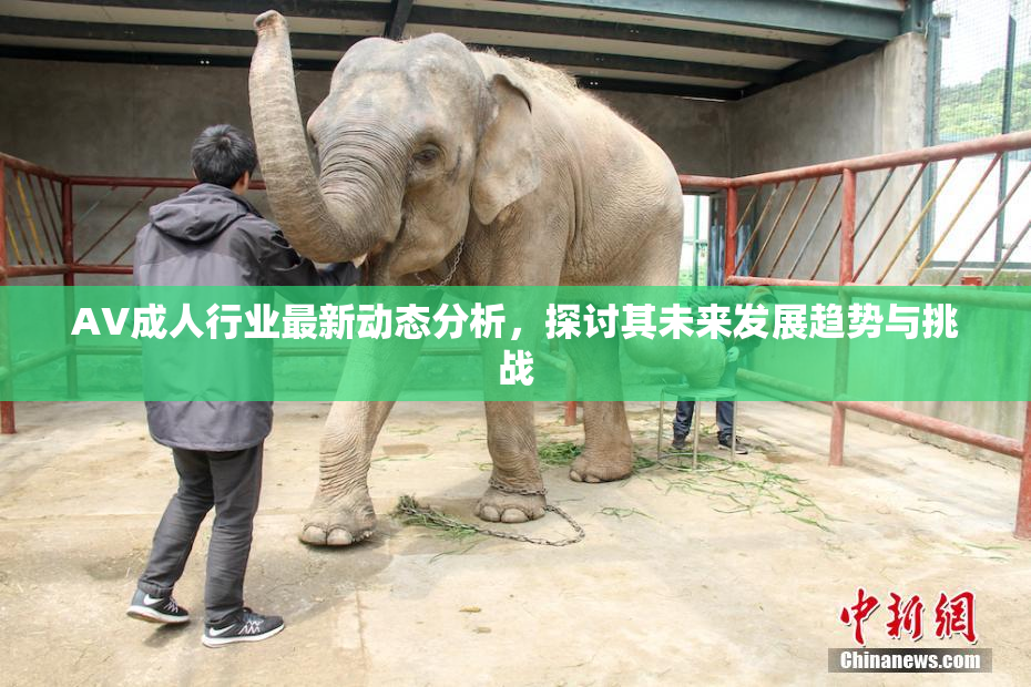 AV成人行业最新动态分析，探讨其未来发展趋势与挑战