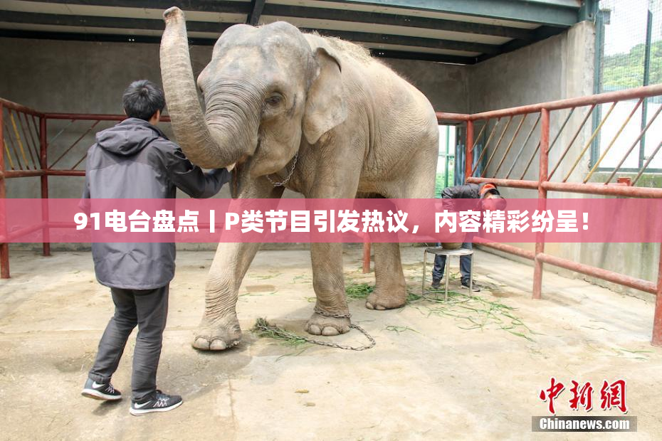 91电台盘点丨P类节目引发热议，内容精彩纷呈！