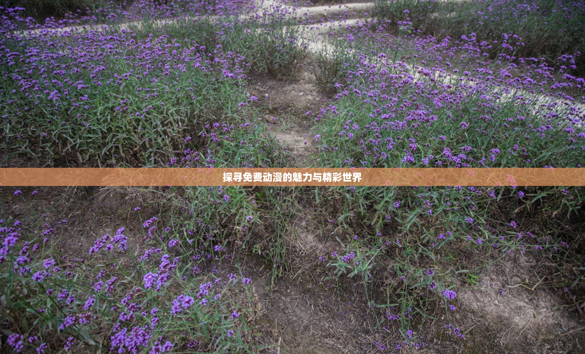 探寻免费动漫的魅力与精彩世界