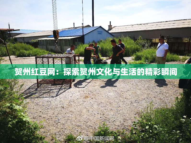 贺州红豆网：探索贺州文化与生活的精彩瞬间