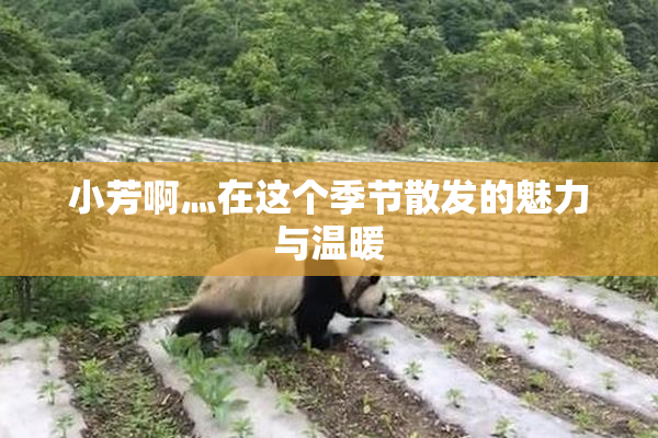 小芳啊灬在这个季节散发的魅力与温暖