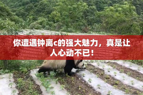 你遭遇钟离c的强大魅力，真是让人心动不已！