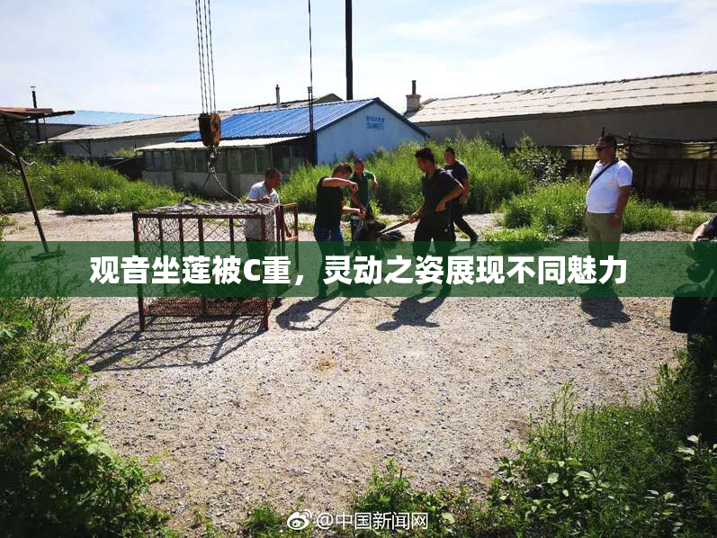 观音坐莲被C重，灵动之姿展现不同魅力
