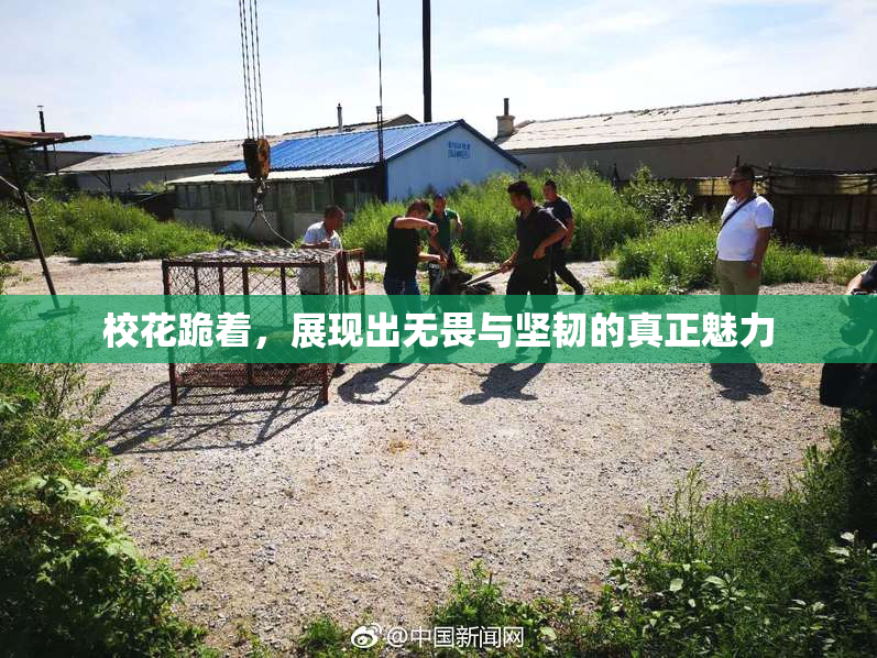 校花跪着，展现出无畏与坚韧的真正魅力