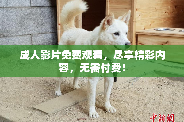 成人影片免费观看，尽享精彩内容，无需付费！