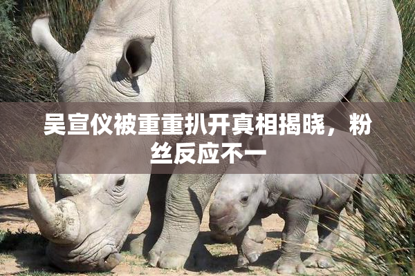 吴宣仪被重重扒开真相揭晓，粉丝反应不一
