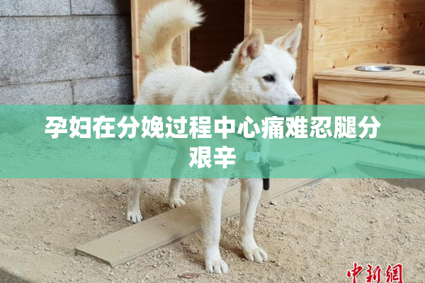 孕妇在分娩过程中心痛难忍腿分艰辛