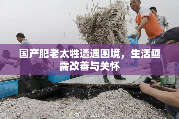 国产肥老太牲遭遇困境，生活亟需改善与关怀