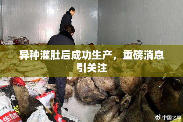 异种灌肚后成功生产，重磅消息引关注