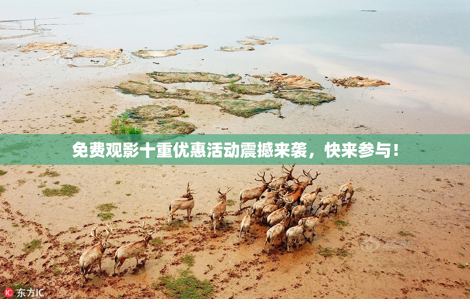 免费观影十重优惠活动震撼来袭，快来参与！