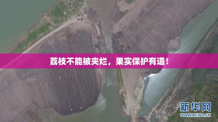 荔枝不能被夹烂，果实保护有道！