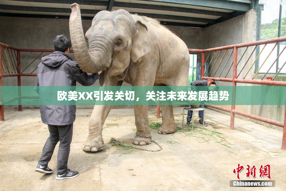 欧美XX引发关切，关注未来发展趋势
