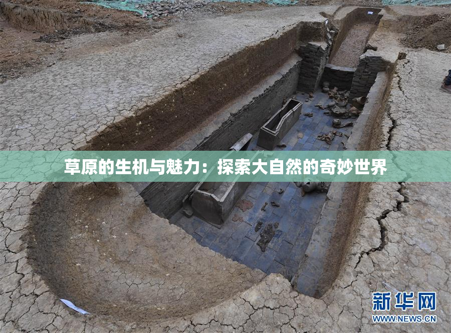 草原的生机与魅力：探索大自然的奇妙世界