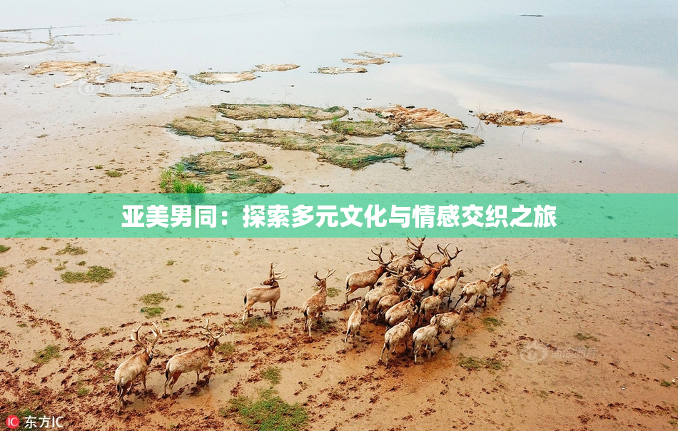 亚美男同：探索多元文化与情感交织之旅