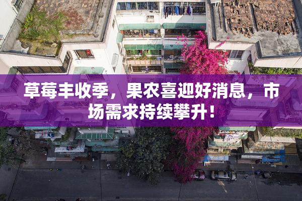 草莓丰收季，果农喜迎好消息，市场需求持续攀升！
