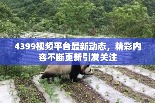 4399视频平台最新动态，精彩内容不断更新引发关注