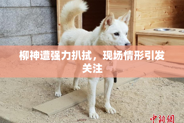 柳神遭强力扒拭，现场情形引发关注