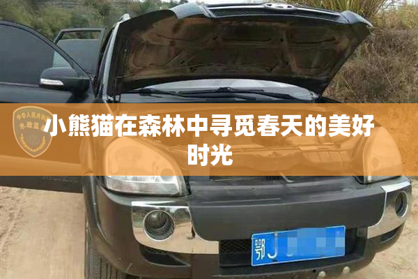 小熊猫在森林中寻觅春天的美好时光
