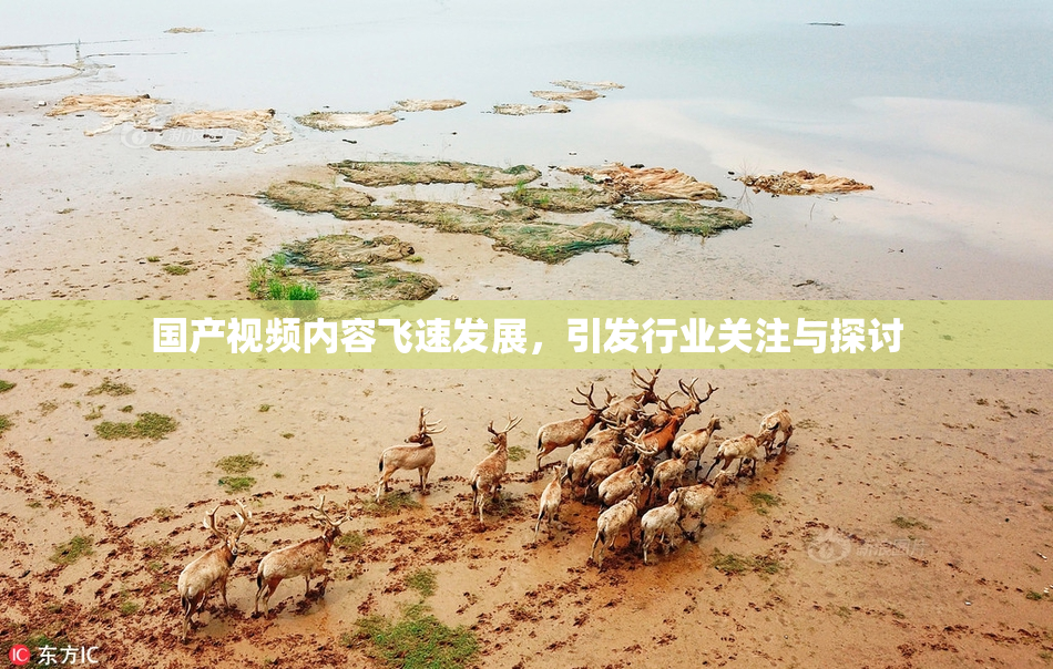 国产视频内容飞速发展，引发行业关注与探讨
