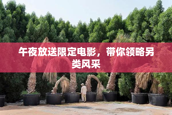 午夜放送限定电影，带你领略另类风采