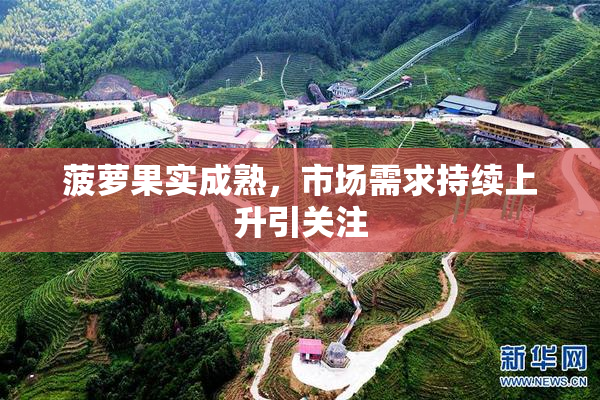 菠萝果实成熟，市场需求持续上升引关注