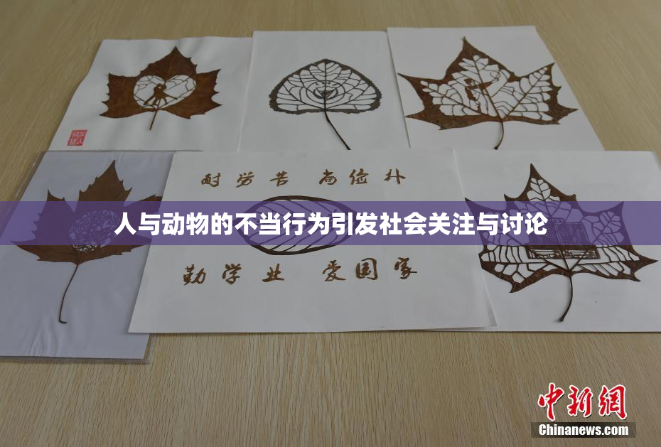 人与动物的不当行为引发社会关注与讨论