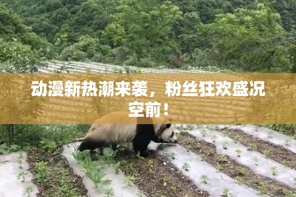 动漫新热潮来袭，粉丝狂欢盛况空前！