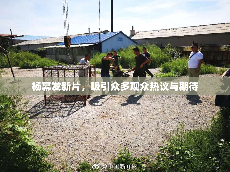 杨幂发新片，吸引众多观众热议与期待