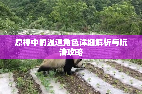 原神中的温迪角色详细解析与玩法攻略