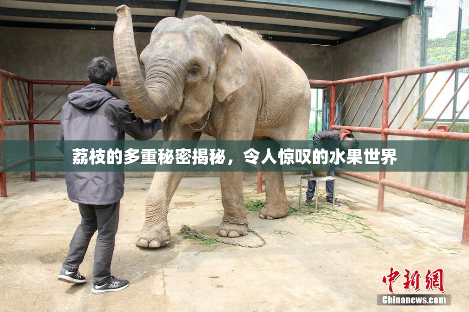 荔枝的多重秘密揭秘，令人惊叹的水果世界