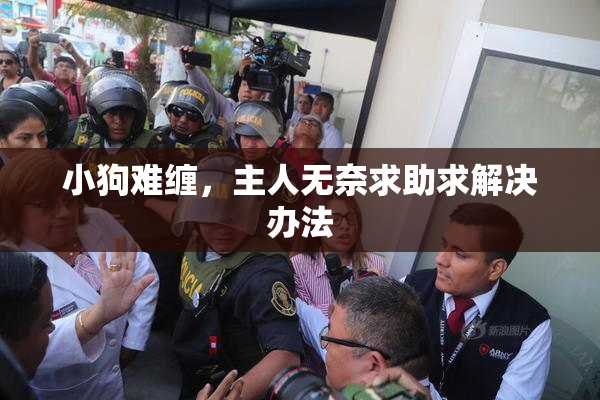 小狗难缠，主人无奈求助求解决办法