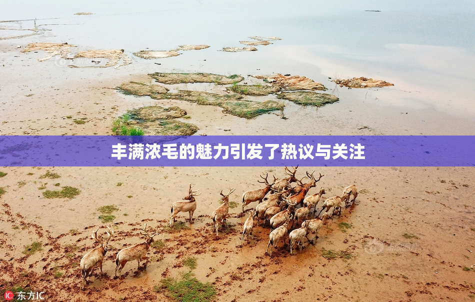 丰满浓毛的魅力引发了热议与关注