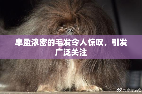丰盈浓密的毛发令人惊叹，引发广泛关注