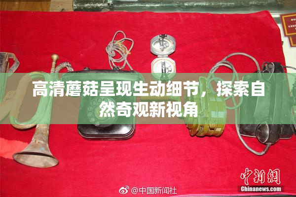 高清蘑菇呈现生动细节，探索自然奇观新视角