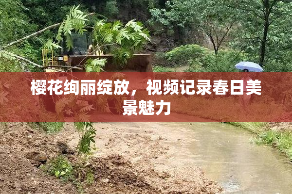 樱花绚丽绽放，视频记录春日美景魅力