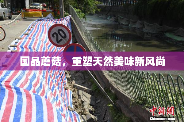 国品蘑菇，重塑天然美味新风尚